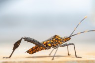 Enfermedad de Chagas en EE.UU.: detectan casos en 32 estados y ya es considerada endémica