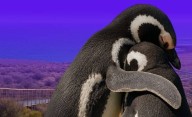 Camarones inaugura la Temporada del Pingüino de Magallanes en Cabo Dos Bahías