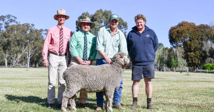 Pooginook Poll Merino ram sale results and clearance