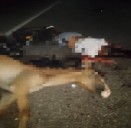 Fallece motorizado tras fuerte impacto con caballo suelto en la carretera