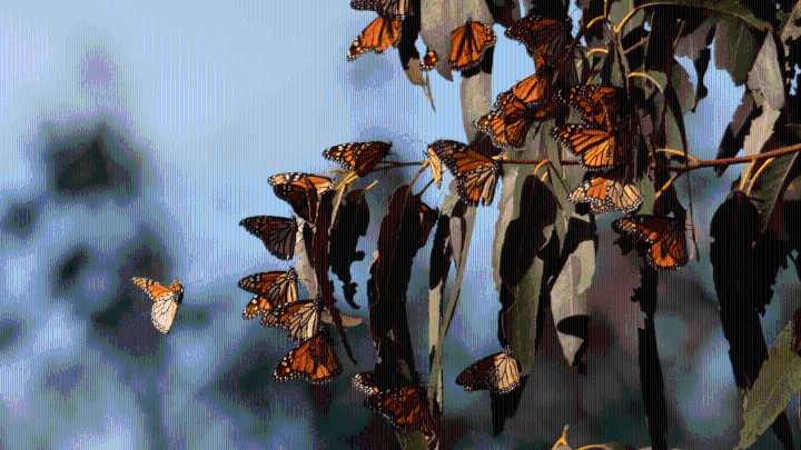 Californians urged to report  monarch butterfly sightings