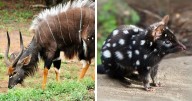 “Tiger Quoll”: 104 Interesting Animals That You Might Never Have Heard Of Until Today