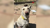 California Dog Was Abandoned By Breeders With Her Unborn Puppies When She Was No Longer Profitable