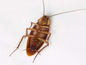Cádiz intensifica la lucha contra cucarachas y mosquitos en la red de saneamiento