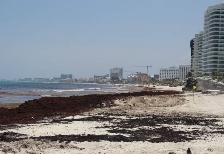 Recolecta de sargazo en Cancún supera toneladas registradas en 2024