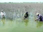 Punjab prepares Rs500b flood package