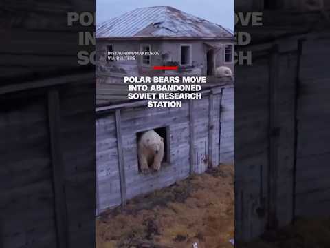 Polar bears move into abandoned Soviet research station