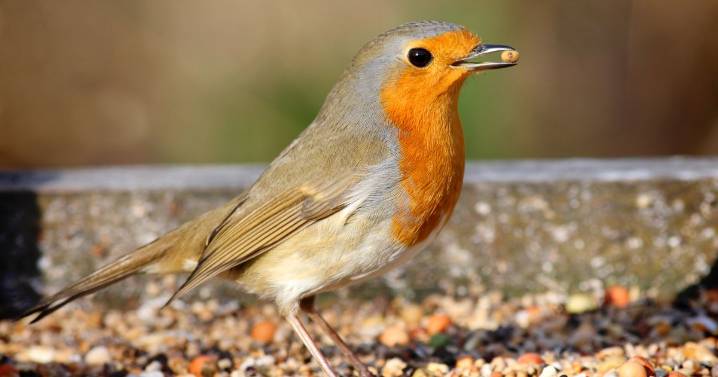 Giving robins, bluetits and blackbirds one food in September will keep them coming back'
