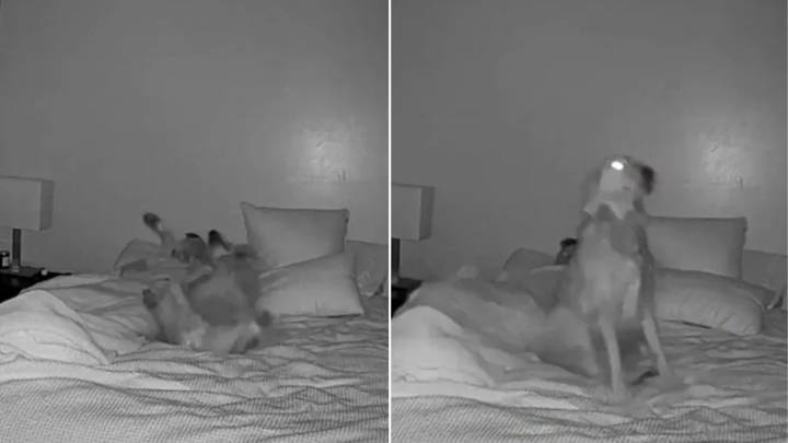 Pup From Utah Was Caught On Security Camera Doing Something Incredibly Wholesome