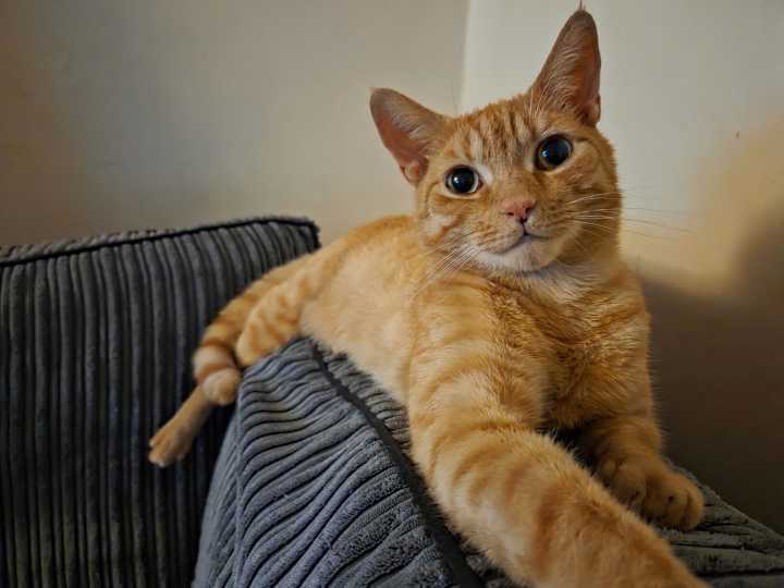 Ató una soga alrededor de un gato y lo golpeó contra una pared: “Es un comportamiento claramente sádico”