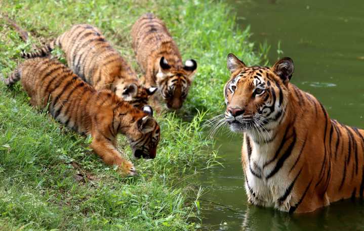 El zoológico secreto del ‘Chapo’ Guzmán en Guadalajara con leones y tigres