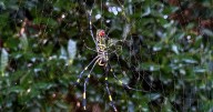 Joro spiders continue spreading across southeastern U.S. and beyond
