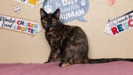 Picture-Perfect Amethyst Has Heart-Melting Charm and ‘Cattitude’