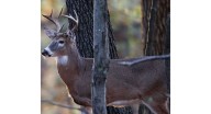 Chronic wasting disease is becoming more prevalent among deer in Pennsylvania. What you need to know