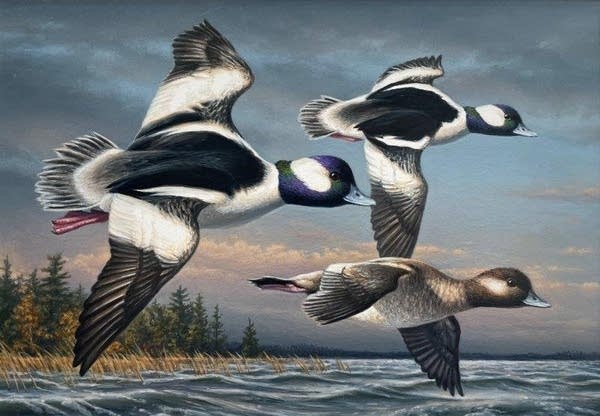 Chaska man wins Federal Duck Stamp Contest, again