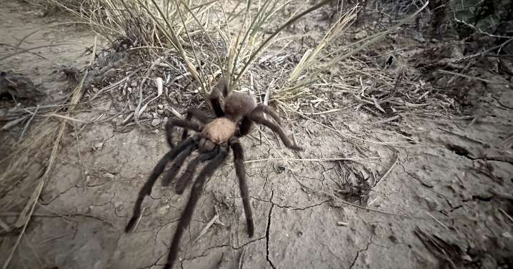 Male tarantulas are moving and wooing their way across Colorado