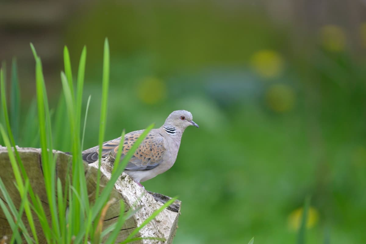 Farmland birds in severe decline and sharp drop in seabird numbers, figures show
