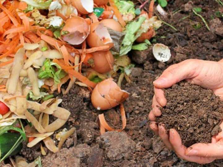 Cuáles son los mejores fertilizantes naturales para tus plantas en cualquier época del año