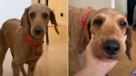 Goldendoodle Saved From An Iowa Puppy Mill Finds Love And Transforms Into The Happiest Pup