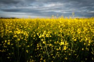 Chinese tariffs on canola hot topic for Canada’s agriculture ministers