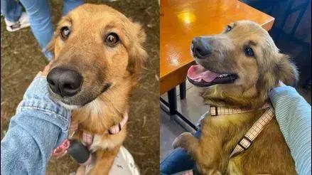 San Martín de Porres: buscan a perrita Daisy desaparecida hace tres días