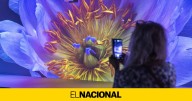 'Somos naturaleza': la nueva experiencia inmersiva de CaixaForum sobre la biodiversidad
