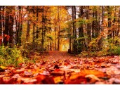 Dear Annie: Words for the fall