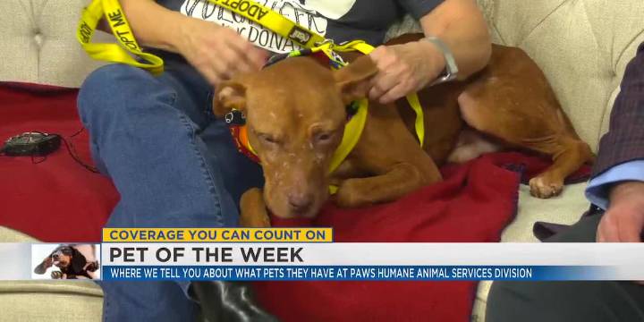Pet of the Week: Meet Morty