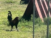 Some metro roosters removed after neighbors call News 4