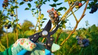 Should You Trim Fruit Trees In The Fall Or Wait Until Spring? Here's The Best Time