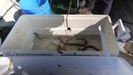 Scientists track invasive eel species in Central Florida to safeguard ecosystems 