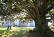 DNR: Jennings County is home to largest swamp chestnut oak tree in the county