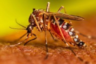 "No te relajes". Alerta dengue: un médico reveló un método poco conocido para evitar contagios esta primavera