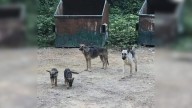 Mississippi Passerby Shocked To See Family Of German Shepherd Near Dumpsite With No Food