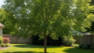 El árbol que da sombra en pocos años y resiste el calor extremo