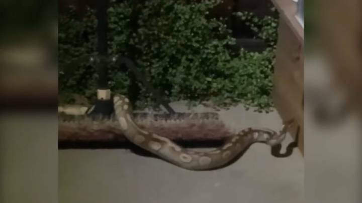 Python snake loose in South Bay neighborhood