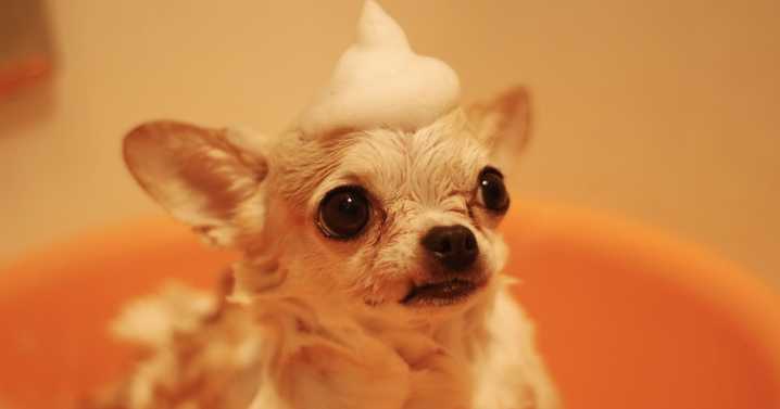 10 Best Dog Shampoo Products