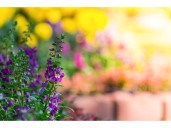 Free gardening helpline offered by Master Gardeners in N.J. county