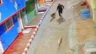 Hombre quedó libre tras denuncias de abuso sexual a perros en Bogotá