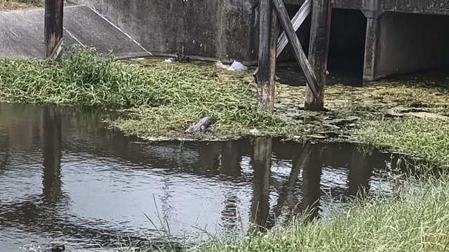 Incident under investigation in Westwego after man claims to have been bitten by alligator