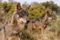Mueren nueve animales por ataques de lobos en la Sierra Norte de Guadalajara en 15 días