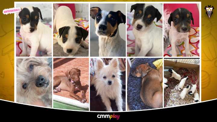 Los 11 del Albacete Balompié con Amparanimals