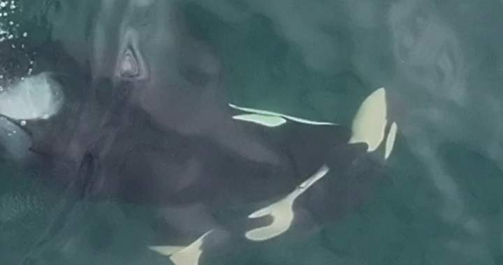 Southern resident orca mother seen pushing deceased calf