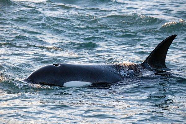 Orcas still hate yacht lifers