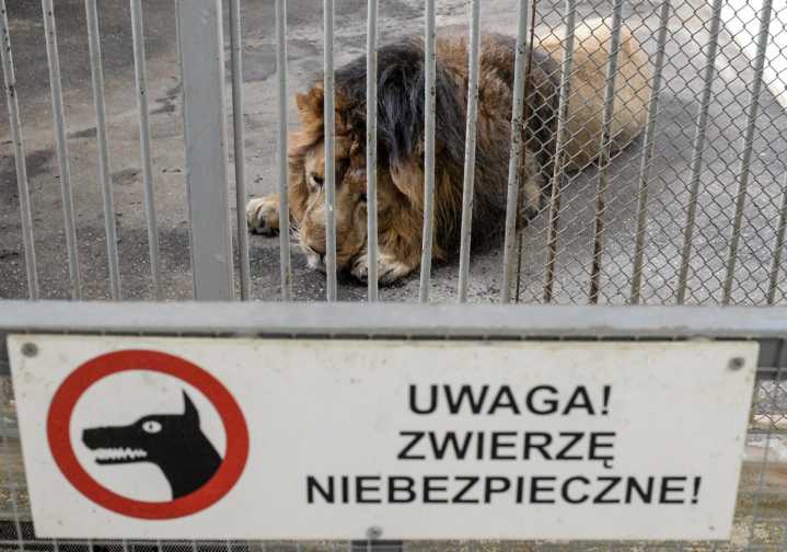 Leones atacan y matan a un trabajador de un zoológico frente a turistas en Tailandia