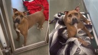 Florida Dog Waits Heartbroken For 400 Days As Every Other Pup Finds A Home First