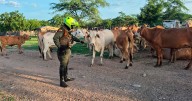 Cada fin de semana roban dos reses en fincas de Patillal