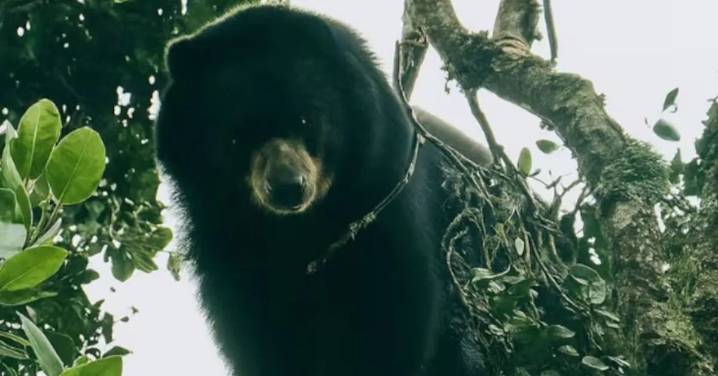 Un avistamiento histórico llena de esperanza a Palmira con la reaparición del oso de anteojos