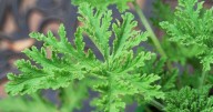 Popular houseplant makes spiders 'run for the hills' and keeps your home fresh