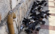 Las palomas, una plaga urbana a combatir